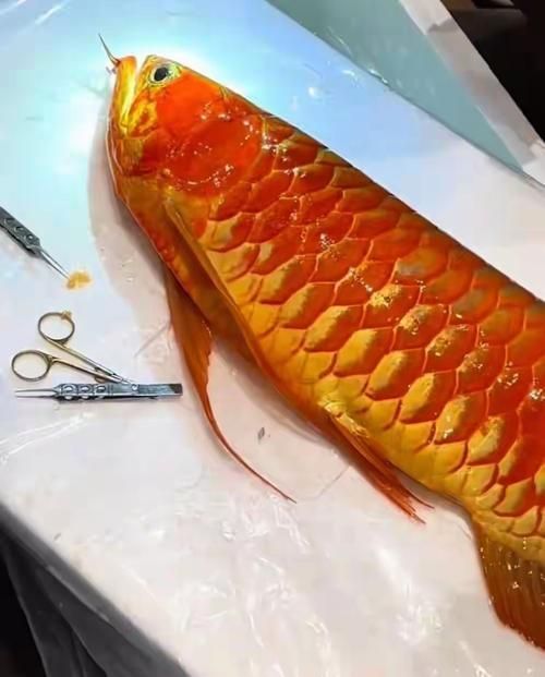 滿城龍魚的市場價格是多少？（滿城龍魚市場價格因品種、體型、發(fā)色程度和因素差異極大）