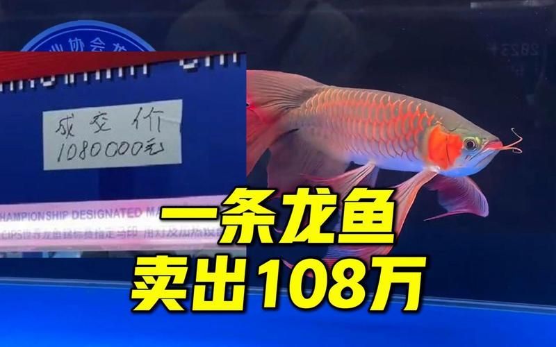 滿城龍魚的市場價格是多少？（滿城龍魚市場價格因品種、體型、發(fā)色程度和因素差異極大）