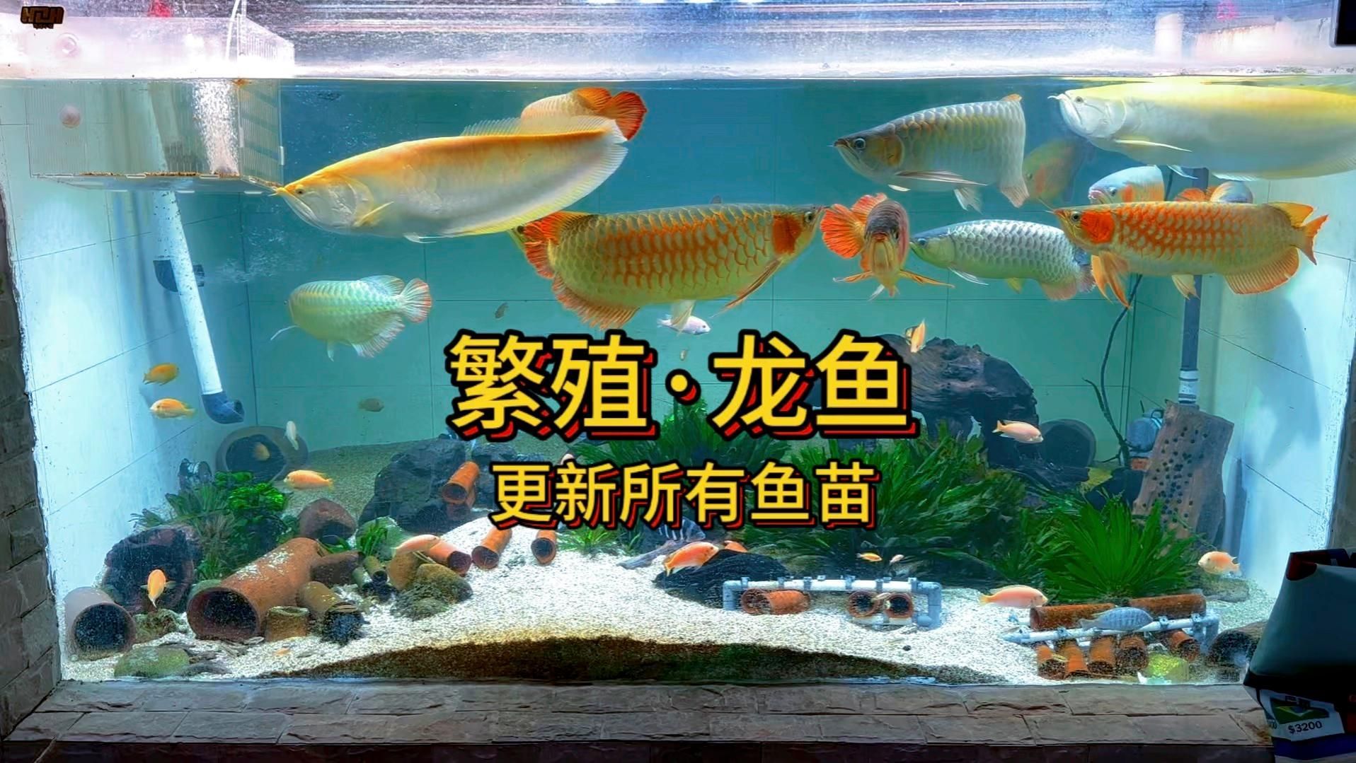 龍魚幼苗哪個品種最好養(yǎng)？（魚幼苗的品種對于新手養(yǎng)魚者來說是一個重要問題）