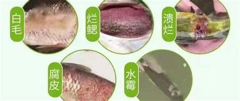 龍魚長白毛后多久會好轉（龍魚長白毛后恢復時間及處理方法）