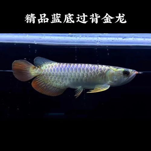 金龍魚魚苗有哪些推薦購買渠道？（金龍魚苗購買渠道）