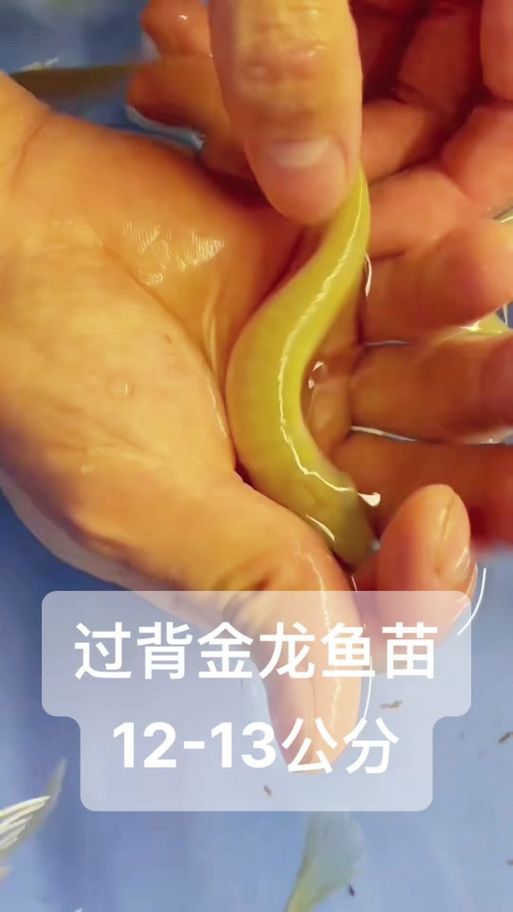金龍魚魚苗有哪些推薦購買渠道？（金龍魚苗購買渠道）