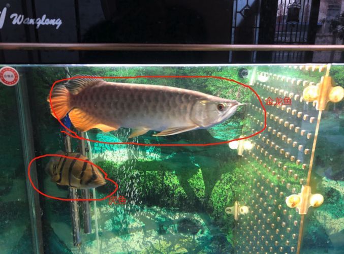 推薦一些價(jià)格適中的龍魚(yú)配魚(yú)（mcp工具調(diào)用龍魚(yú)配魚(yú)推薦：價(jià)格適中的龍魚(yú)配魚(yú)）