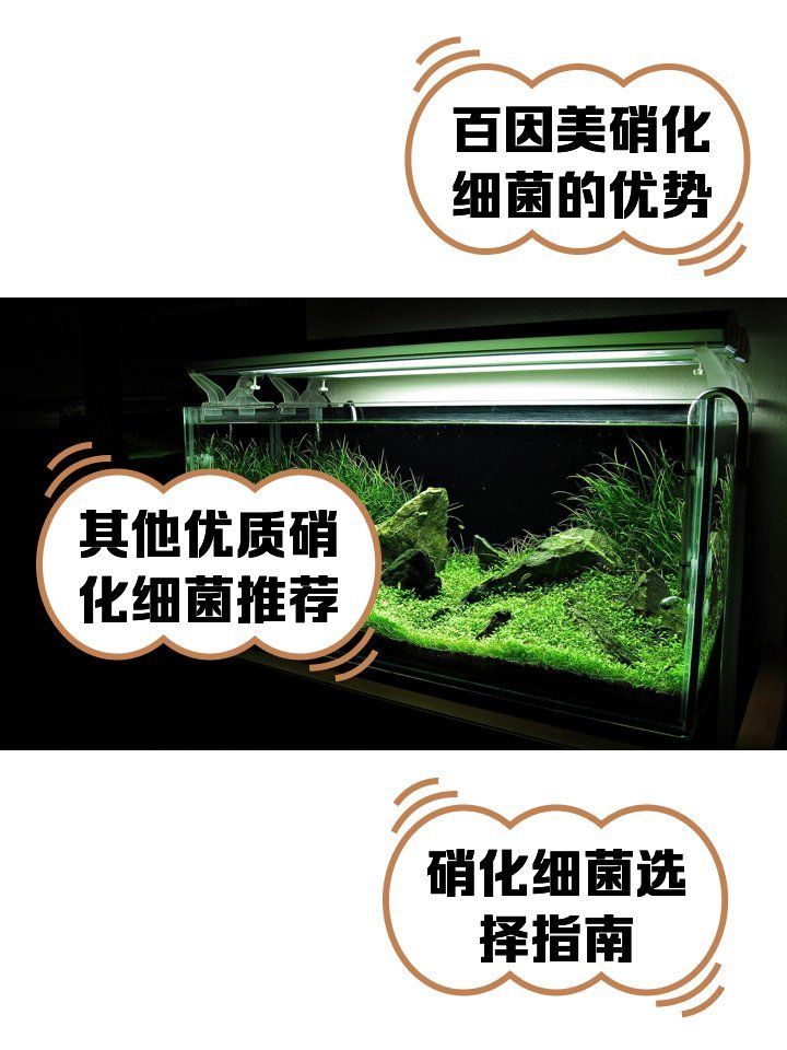 哪個品牌的龍魚硝化細菌性價比最高？（百因美硝化細菌哪款好推薦）