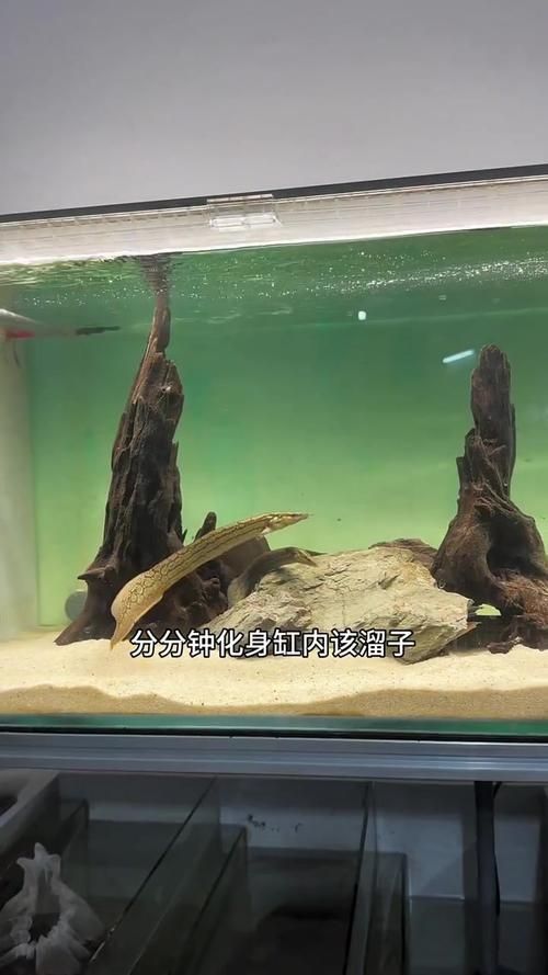 有沒有更詳細的小火龍魚養殖教程視頻？（“小火龍魚”養殖教程視頻）