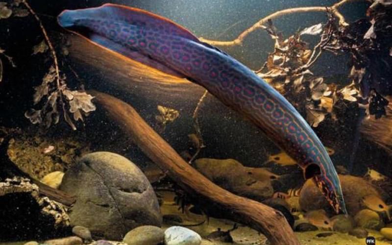 有沒有更詳細的小火龍魚養殖教程視頻？（“小火龍魚”養殖教程視頻）