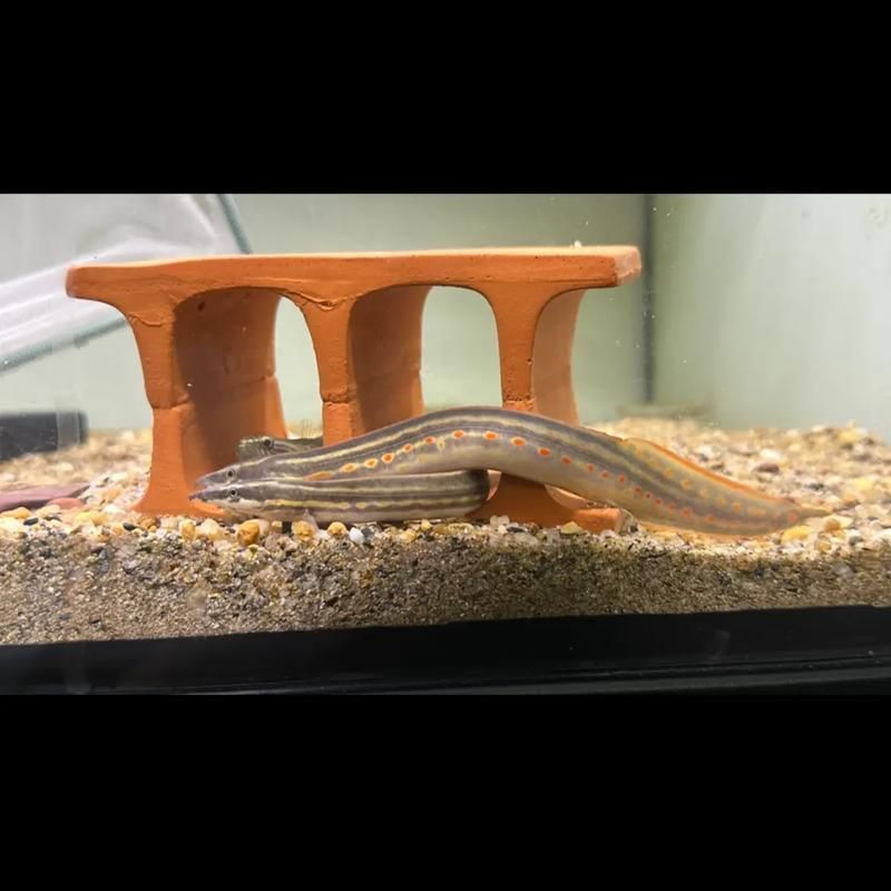 有沒有更詳細的小火龍魚養殖教程視頻？（“小火龍魚”養殖教程視頻）