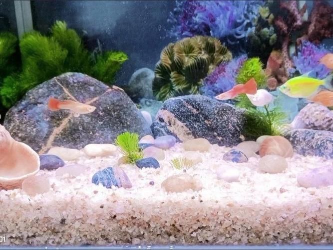 有沒有更詳細的小火龍魚養殖教程視頻？（“小火龍魚”養殖教程視頻）