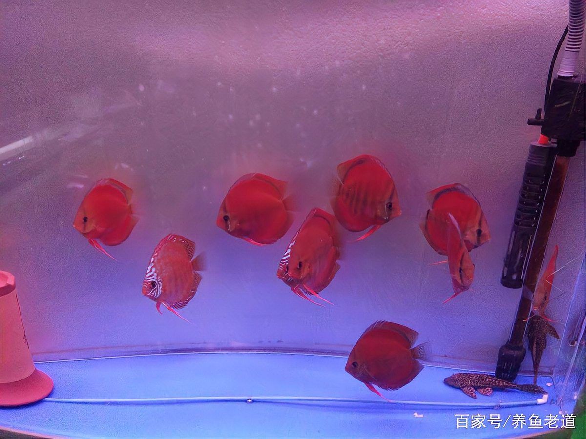 如何判斷龍魚是否水質惡化？（arxiv論文助手魚缸水質惡化判斷龍魚是否水質惡化）