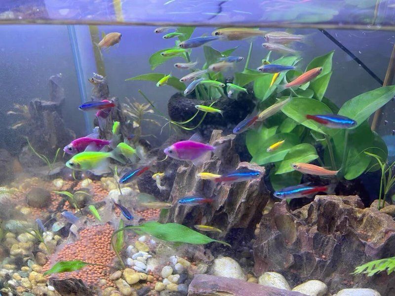 如何判斷龍魚是否水質惡化？（arxiv論文助手魚缸水質惡化判斷龍魚是否水質惡化）
