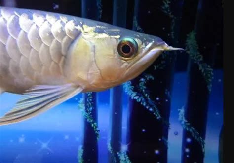 龍魚眼睛白圈需要換幾次水？