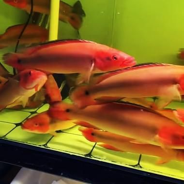 胭脂孔雀龍魚的價格是多少？（胭脂孔雀龍魚價格在350元左右的胭脂孔雀龍魚市場波動大嗎）