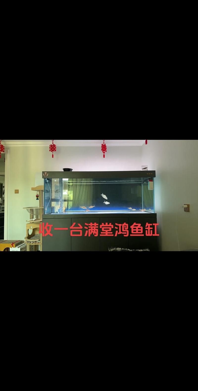 除了以上品牌，還有哪些龍魚缸品牌值得推薦？（高端魚缸品牌對比清單）