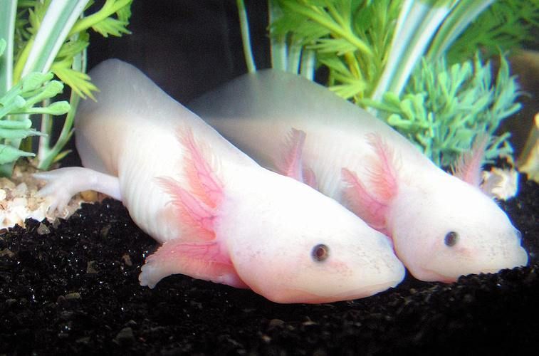 六爪恐龍魚的繁殖過程是怎樣的？（“六爪恐龍魚”是否為真實(shí)存在的“六爪恐龍魚”是否為真實(shí)存在）