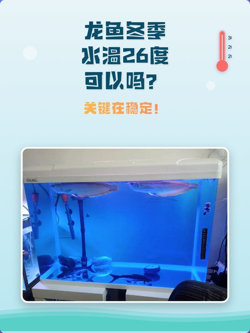 龍魚生病時(shí)應(yīng)該如何調(diào)節(jié)水溫？（龍魚生病時(shí)如何調(diào)節(jié)水溫）