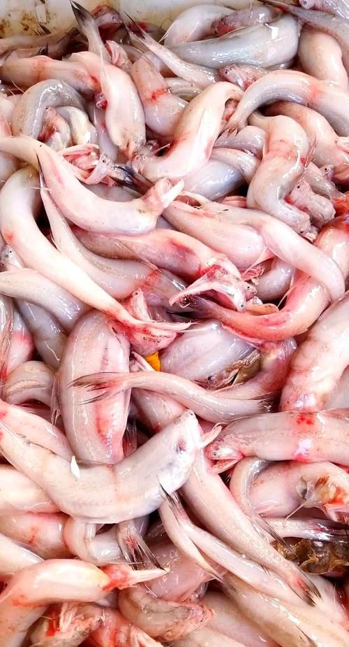 魏縣龍魚有哪些營養價值（河北魏縣龍魚營養成分、食用場景圖及營養結構示意圖）