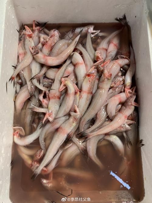 魏縣龍魚有哪些營養價值（河北魏縣龍魚營養成分、食用場景圖及營養結構示意圖）