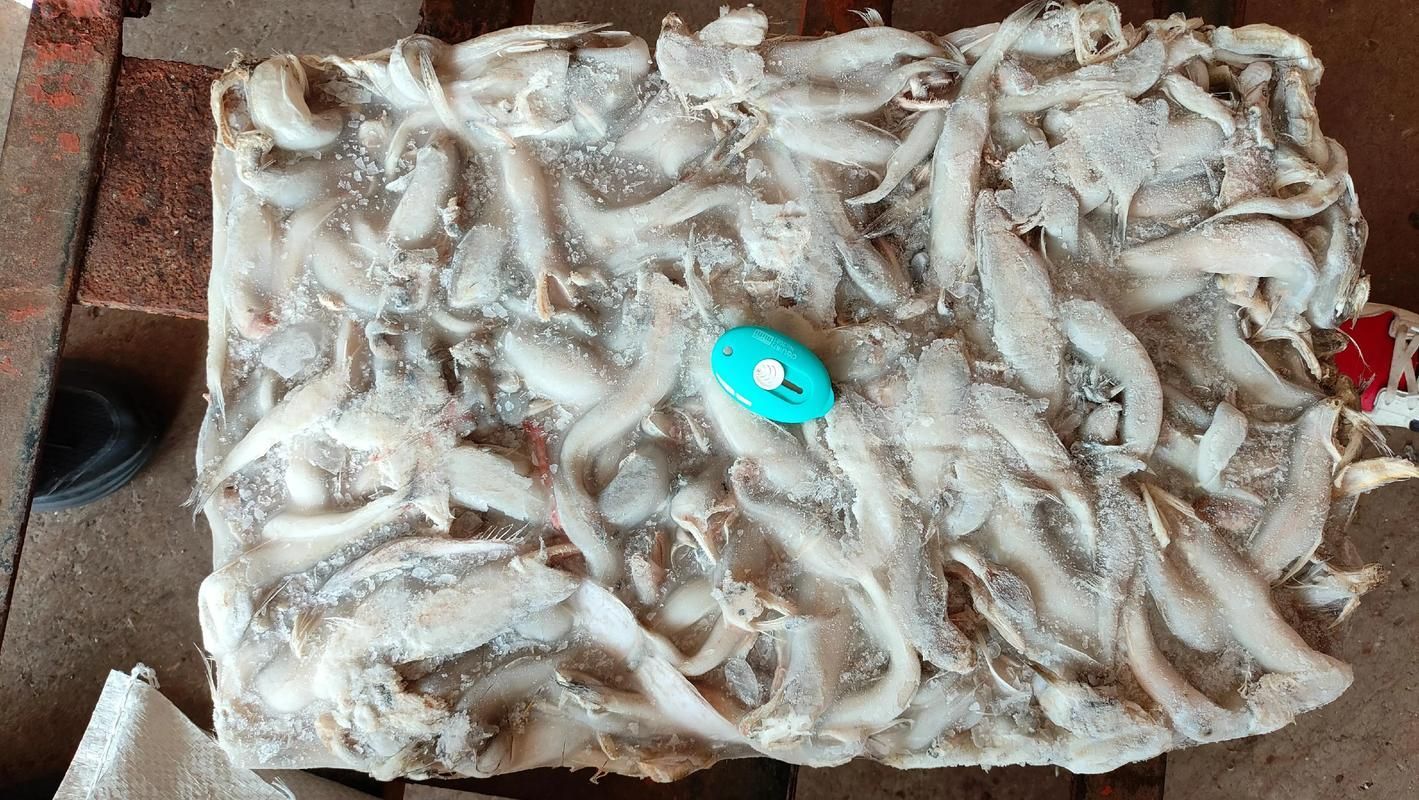 魏縣龍魚有哪些營養價值（河北魏縣龍魚營養成分、食用場景圖及營養結構示意圖）