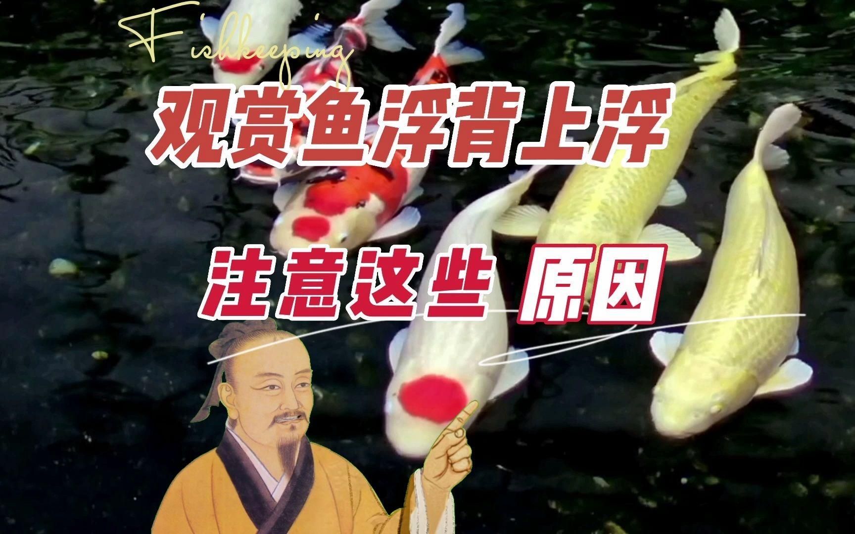 龍魚一直浮在水面是死亡的前兆嗎？（龍魚一直浮在水面是怎么回事？）