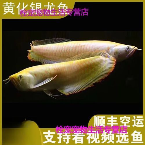 雪龍魚的價(jià)格是多少？（新疆額爾齊斯河富硒雪龍魚淡水冷水魚價(jià)格波動(dòng)大嗎） 雪龍魚的價(jià)格是多少？（新疆額爾齊斯河富硒雪龍魚淡水冷水魚價(jià)格波動(dòng)大嗎） 龍魚百科 第3張