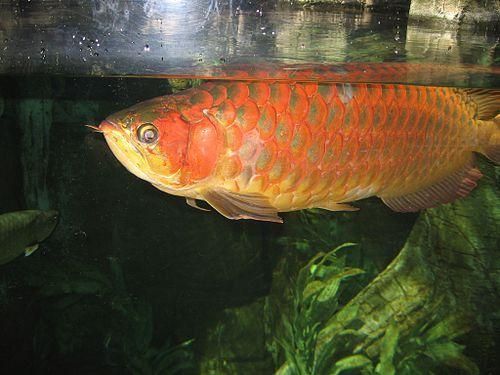 給我推薦一些性價比高的20公分紅龍魚（20公分紅龍魚怎么選）