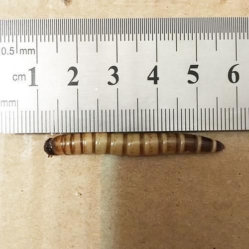 如何判斷龍魚(yú)是否適合吃大麥蟲(chóng)或面包蟲(chóng)？（如何判斷龍魚(yú)是否適合吃大麥蟲(chóng)或者面包蟲(chóng)？）