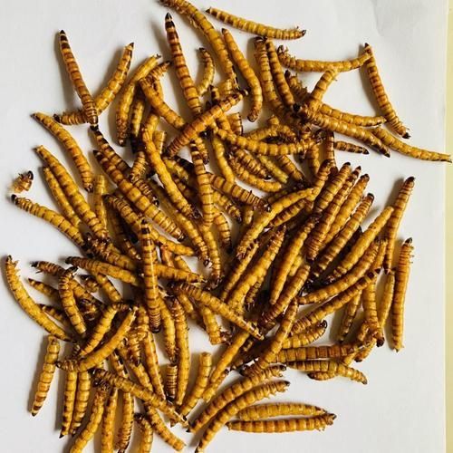 如何判斷龍魚是否適合吃大麥蟲或面包蟲？（如何判斷龍魚是否適合吃大麥蟲或者面包蟲？）