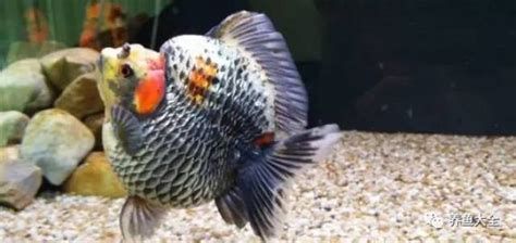 如何判斷龍魚是否感染鱗病？（如何辨別龍魚患鱗病）