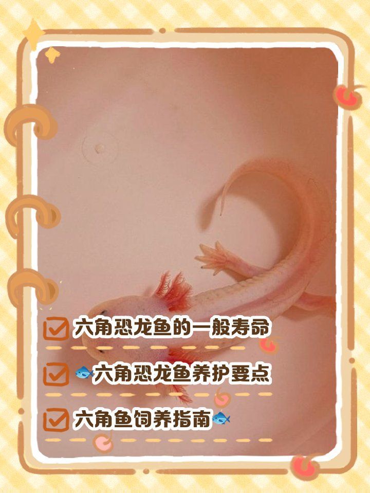 六角龍魚的壽命有多長？（六角龍魚平均壽命僅為野生個體的1/3，六角龍魚的壽命）