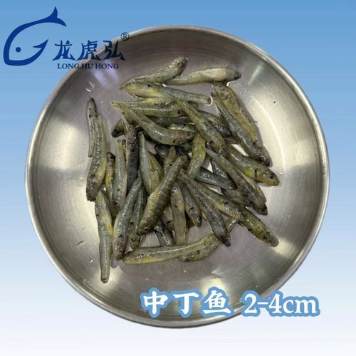 有哪些食物可以替代活泥鰍作為龍魚(yú)餌料？（龍魚(yú)的飼養(yǎng)過(guò)程中，活泥鰍可能難以獲得或價(jià)值昂貴的食物）