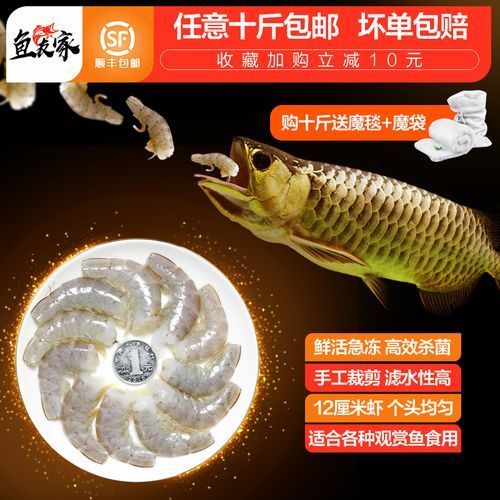 有哪些食物可以替代活泥鰍作為龍魚(yú)餌料？（龍魚(yú)的飼養(yǎng)過(guò)程中，活泥鰍可能難以獲得或價(jià)值昂貴的食物）