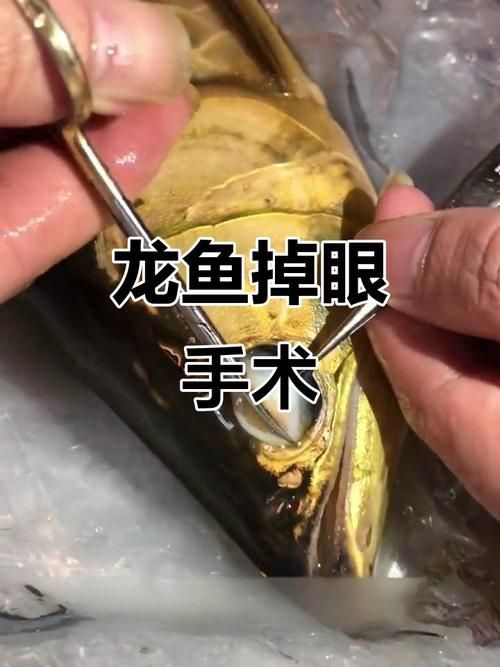 哪里可以找到專業的龍魚獸醫？（專業龍魚獸醫服務）