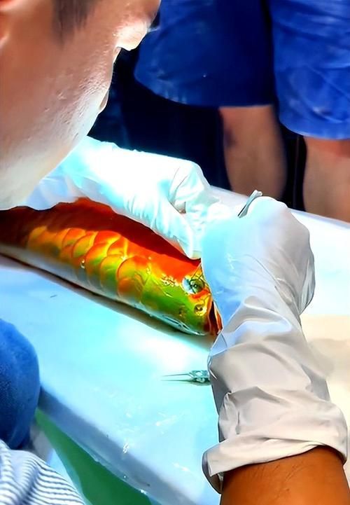 哪里可以找到專業的龍魚獸醫？（專業龍魚獸醫服務）