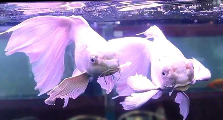 蝴蝶龍魚(yú)有哪些品種？