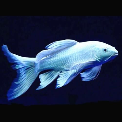 蝴蝶龍魚(yú)有哪些品種？