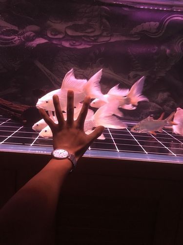 蝴蝶龍魚(yú)有哪些品種？