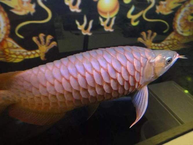 如何判斷龍魚是否因疾病導致趴缸？（———專業診斷指南龍魚是否因疾病導致趴缸）