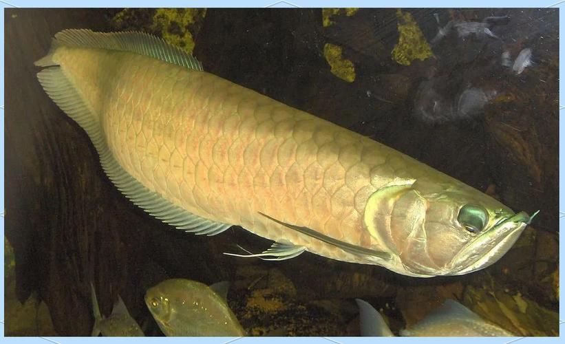 如何區分小火龍魚和恐龍魚？（小火龍魚、恐龍魚、恐龍魚、恐龍魚的區別）