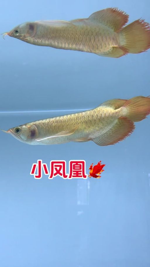鳳臺龍魚的圖片展示（主流龍魚品種鑒賞指南，鳳臺龍魚的價格是多少鳳臺龍魚的特征）