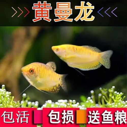 黃曼龍魚的價格是多少？（黃曼龍魚市場價格波動大嗎黃曼龍魚價格波動大嗎）