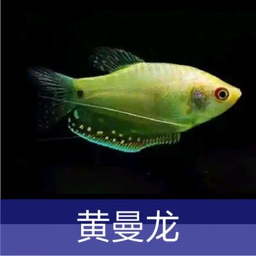 黃曼龍魚的價格是多少？（黃曼龍魚市場價格波動大嗎黃曼龍魚價格波動大嗎）