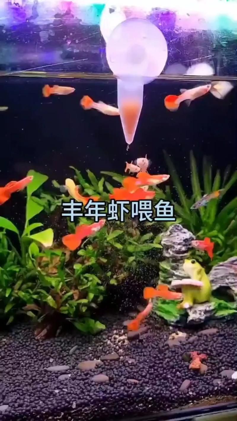 如何提供充足的營養給紅龍魚？（如何提供充足的營養給紅龍魚）