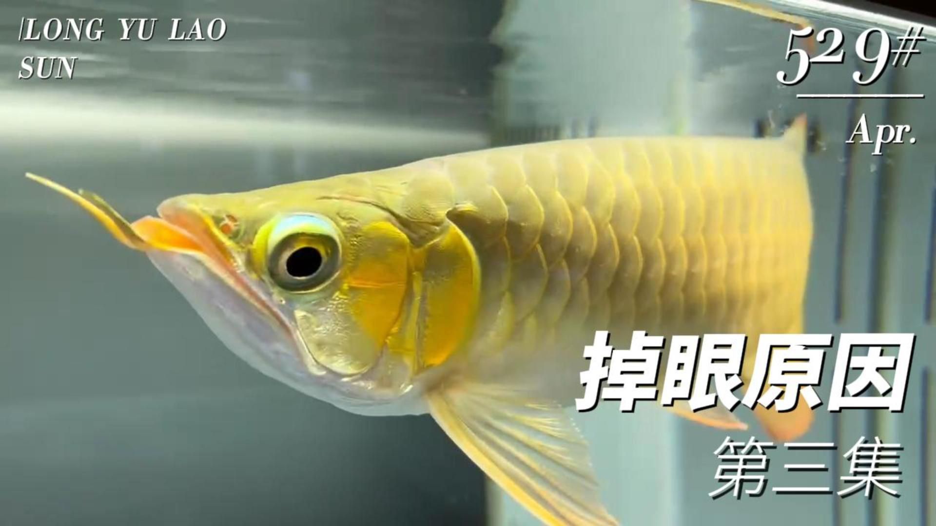 如何判斷龍魚是否因光線問題掉眼？（龍魚掉眼3個簡單方法幫你搞定）