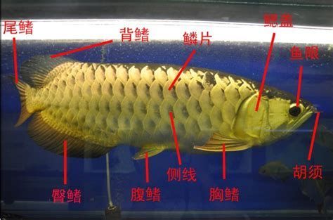 詳解（1000字和配圖）龍魚殺菌后如何觀察是否健康？（龍魚殺菌后健康觀察指南）