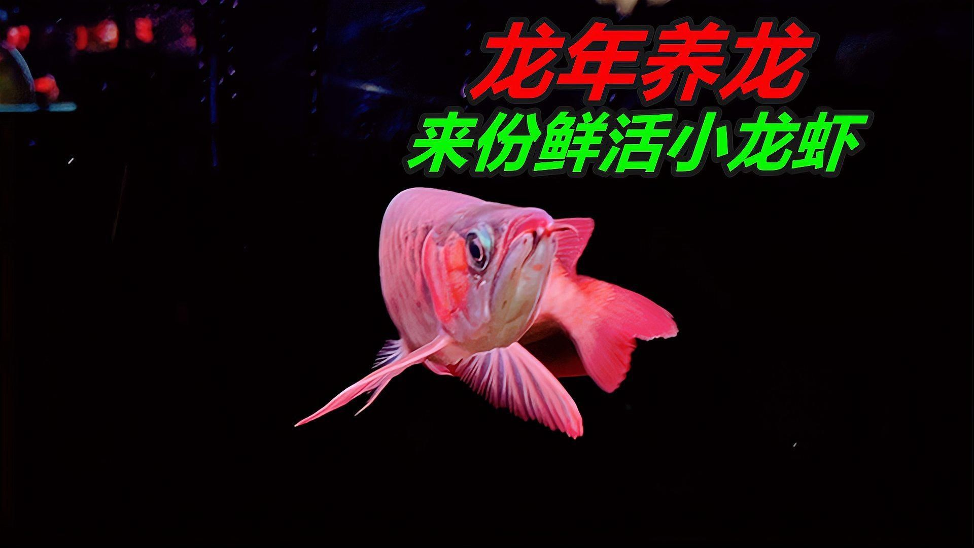 哪些食物對龍魚最有吸引力？（龍魚美食指南:對蝦喂養(yǎng)全攻略）