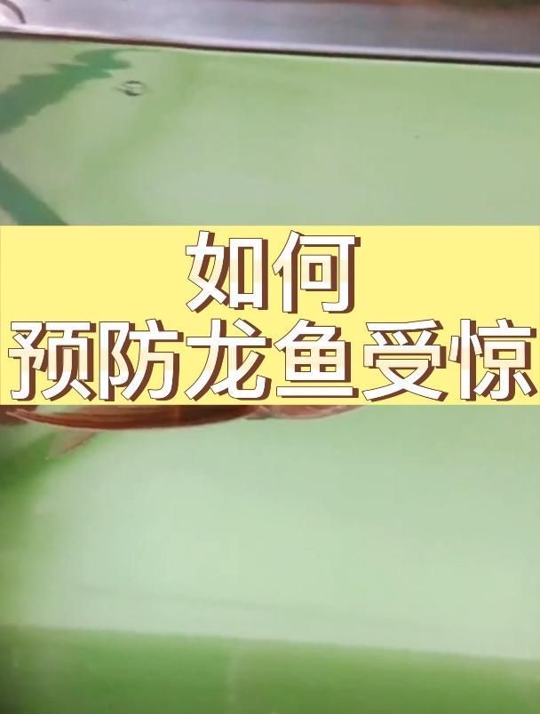 如何預防龍魚嘴抖動的發(fā)生？（如何預防龍魚嘴抖動）