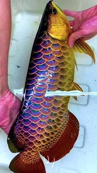 如何辨別長樂龍魚的真偽？（如何辨別長樂龍魚）