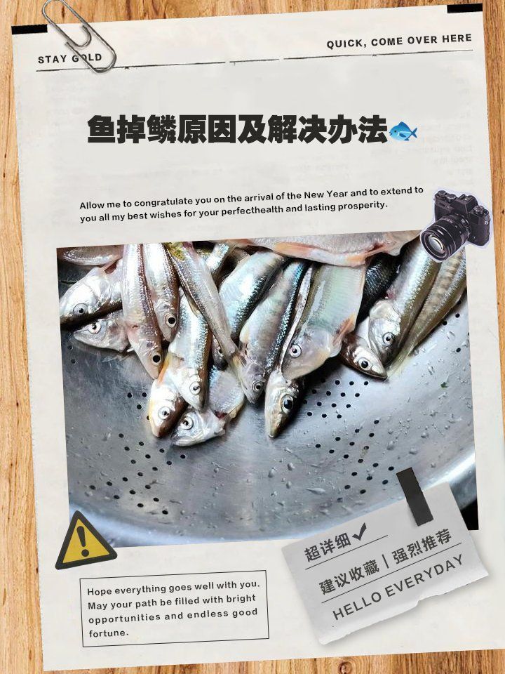 紅龍魚(yú)掉鱗后多久能長(zhǎng)出新鱗？（紅龍魚(yú)掉鱗后多久能恢復(fù)正常活動(dòng)紅龍魚(yú)掉鱗后多久能恢復(fù)正常活動(dòng)）