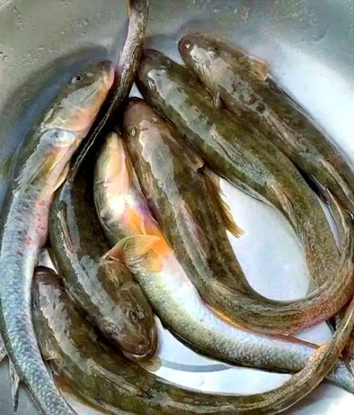 沙龍魚是什么魚？（1000字詳解“沙龍魚”是沙光魚的烹飪經驗與技巧）