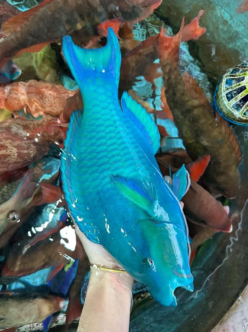 西沙龍魚是否真實存在？（“西沙龍魚”是否存在于其他海域？）